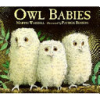 Owl_babies